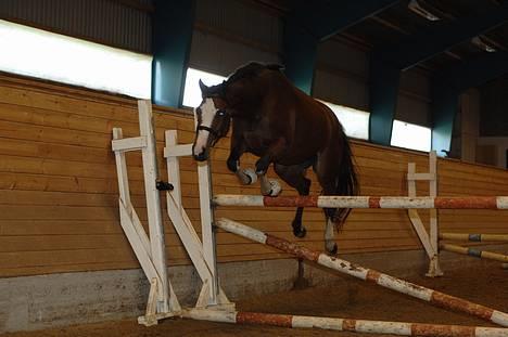 Welsh Partbred (Sec F) † Coelenhage's Pia † <'3 - PIa Løsspringer billede 20