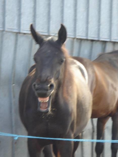 Dansk Varmblod Brejnbjerggaards Laksmi - Nu ligner jeg en rigtig hest... billede 6