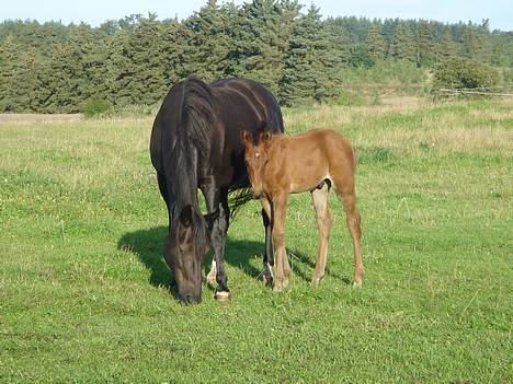 Dansk Varmblod Brejnbjerggaards Lupus - Mig med min kære mor billede 6