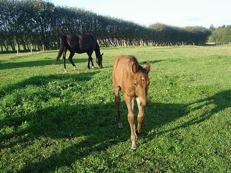 Dansk Varmblod Brejnbjerggaards Lupus - Jeg kommer, jeg kommer... billede 7