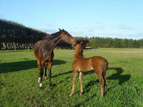 Dansk Varmblod Brejnbjerggaards Lupus - Jaaa... jeg kan irriterer ham igen.. hæ hæ billede 8