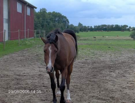 Arabisk fuldblod (OX) T.A. Wadir  billede 8