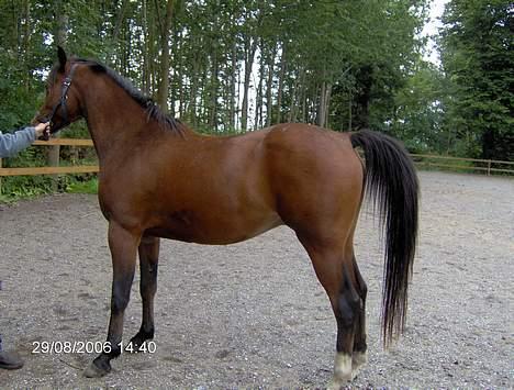 Arabisk fuldblod (OX) T.A. Wadir  billede 9