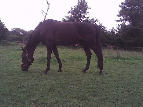 Hannoveraner Dream-Star - En sommerdag i 2006 <3 billede 6