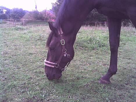 Hannoveraner Dream-Star billede 7