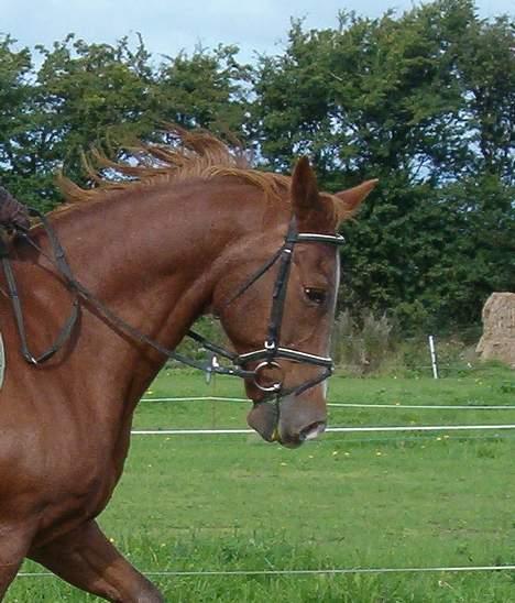 Dansk Varmblod Maxime De Chazelle - Maxime´s hoved billede 1