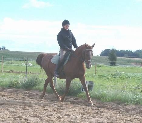 Dansk Varmblod Maxime De Chazelle - Lea D på maxime billede 3