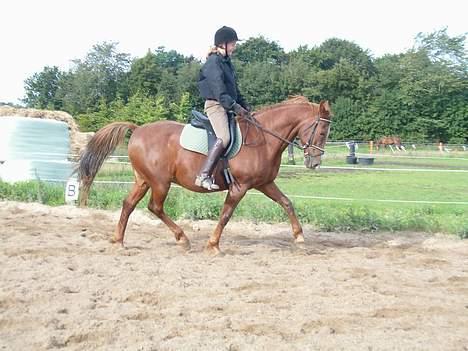 Dansk Varmblod Maxime De Chazelle billede 4