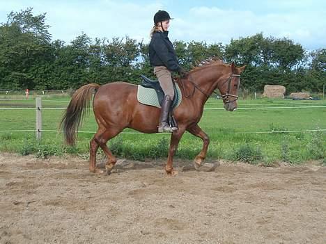 Dansk Varmblod Maxime De Chazelle billede 5