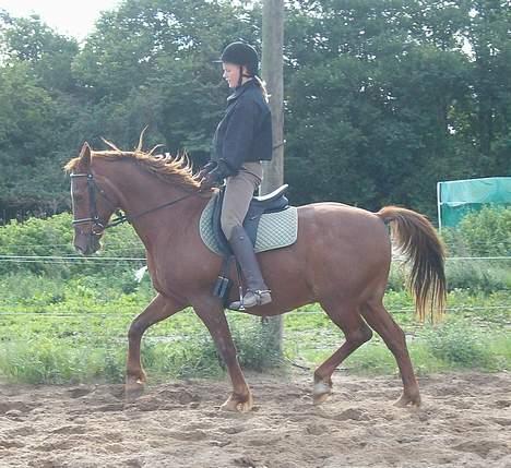 Dansk Varmblod Maxime De Chazelle billede 6