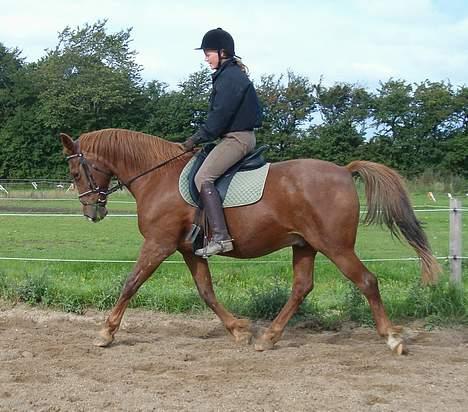 Dansk Varmblod Maxime De Chazelle billede 7