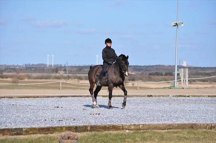 Anden særlig race Monark - A-hest i dressur - Halbe Tritte Foto: Kathrine Helt billede 8