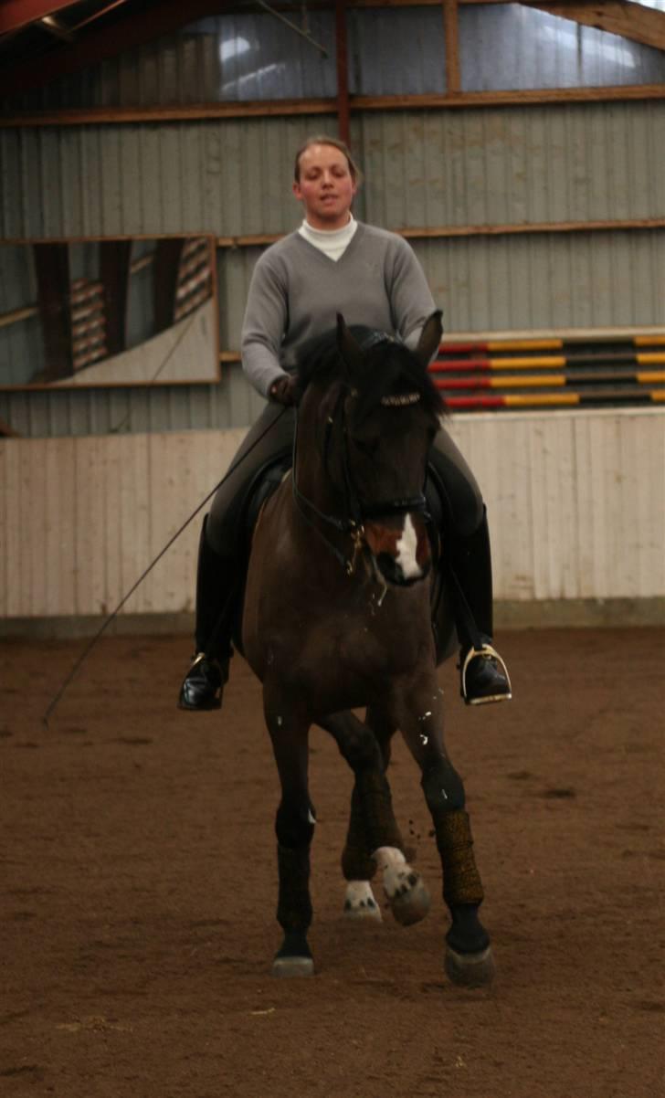 Anden særlig race Monark - A-hest i dressur - Sidetravers. foto: Sara Pakula billede 10