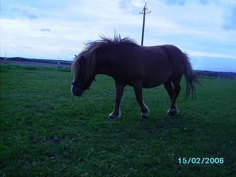 Shetlænder Carano (-Solgt-) billede 19