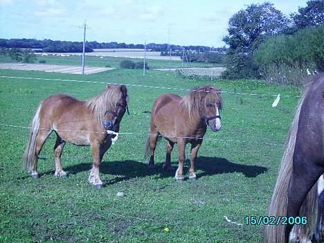 Shetlænder Carano (-Solgt-) billede 20