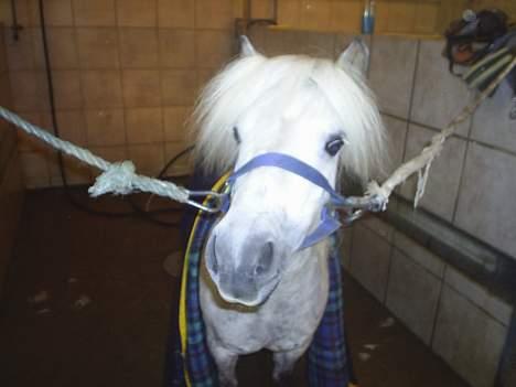 Shetlænder Stenaergaards Mimi R.I.P - Mimi billede 6