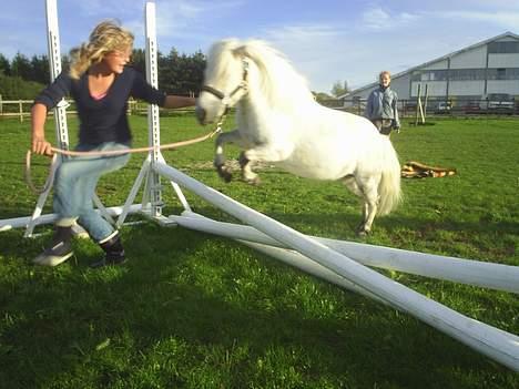 Shetlænder Stenaergaards Mimi R.I.P - Tykhesten kan springe og det syntes hun er Mega Skægt! billede 13