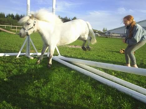 Shetlænder Stenaergaards Mimi R.I.P - og en gang til! billede 14