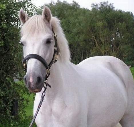New Forest Odbjergs Pikant-solgt - Han er bare så sød... (; billede 16