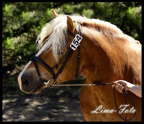 Haflinger Skelgårdens Aslan HINGST - Hingsteparade på Dorthealyst 2007 billede 5