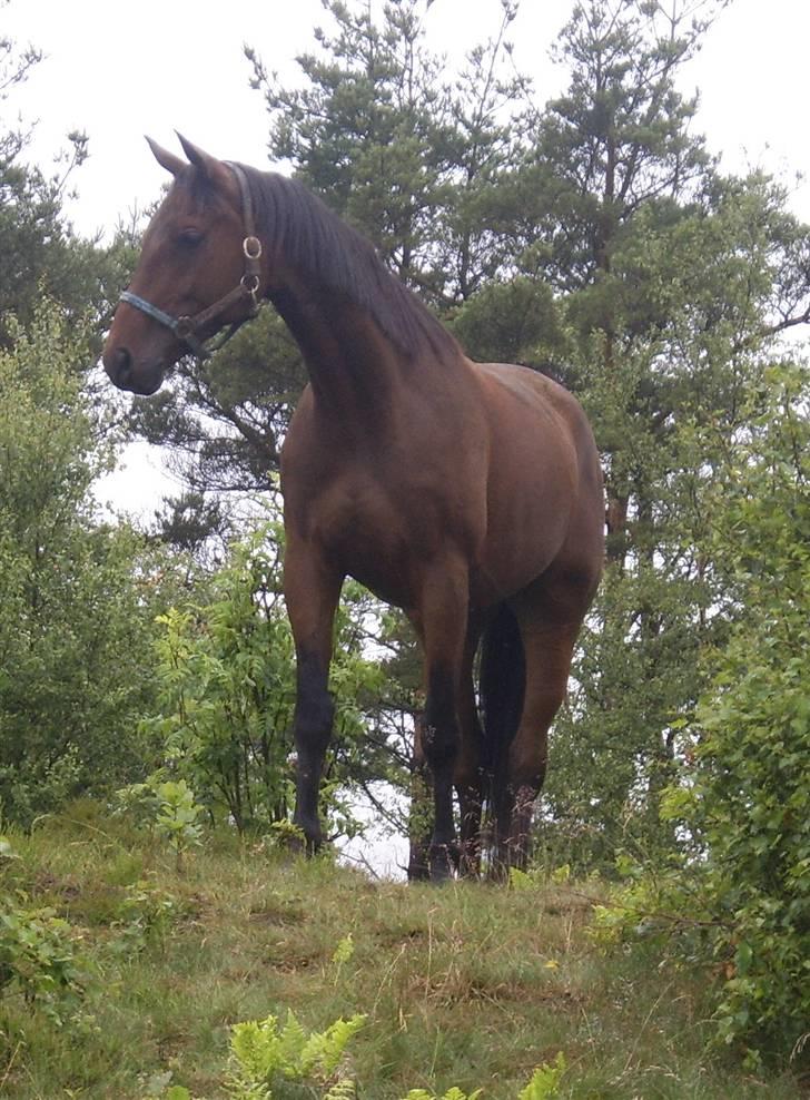 Dansk Varmblod Markgaards Thor - Thorvaldsen (Hver sommer er vi en uge i skoven på ridelejr) 06 billede 2