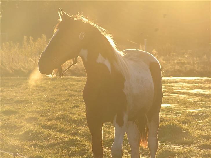 Pinto  *Ravnholts Santos* R.I.P - En stille aftenstund...07 billede 2