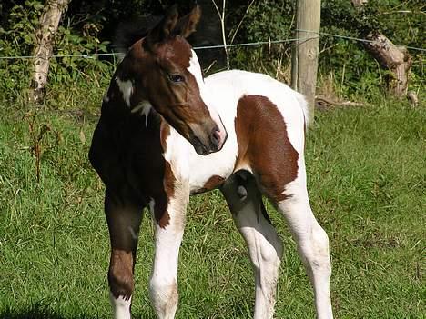 Pinto  *Ravnholts Santos* R.I.P - Santos en uge gammel. billede 3