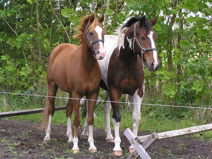 Pinto  *Ravnholts Santos* R.I.P - Basse og hans bedste ven Cheval sep. 08. billede 5