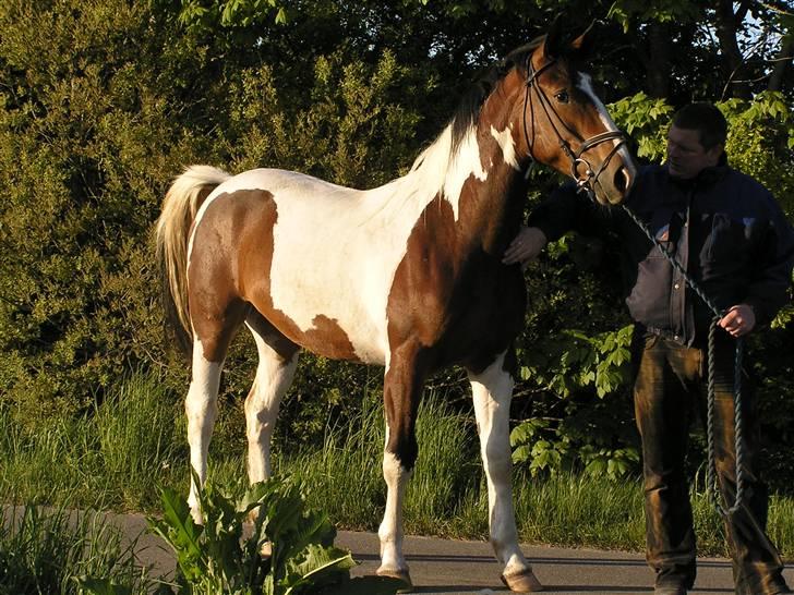 Pinto  *Ravnholts Santos* R.I.P - Basse på tur og han opdagede lige at der var køer på marken.... billede 10