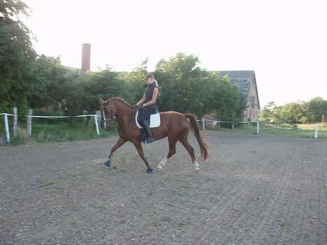 Dansk Varmblod Delacy Harkjær DH billede 13