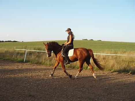 Dansk Varmblod Delacy Harkjær DH billede 14