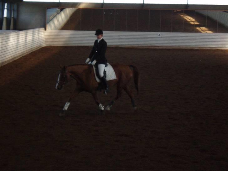 Dansk Varmblod Delacy Harkjær DH - Dressur fra 14. okt. 2007 "klubmesterskab" Trav med løse tøjler billede 15