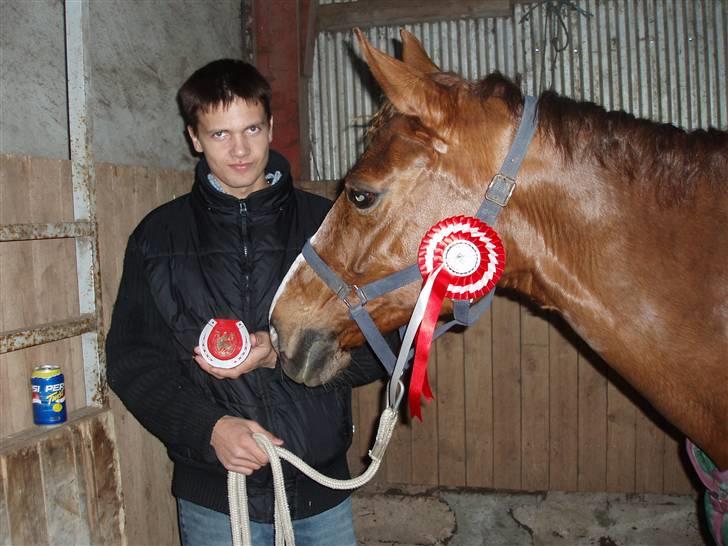 Dansk Varmblod Delacy Harkjær DH - Han er lidt stolt af hans skatter  billede 16