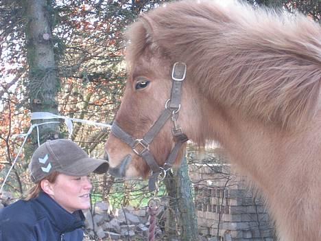 Islænder Ubbi fra Vestergaard billede 1