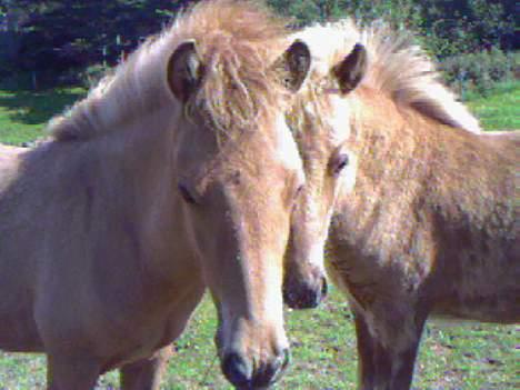 Islænder Ubbi fra Vestergaard billede 2