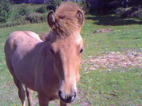 Islænder Ubbi fra Vestergaard billede 3