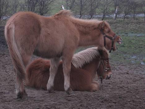 Islænder Ubbi fra Vestergaard - Ubbi griner af Darri... billede 4