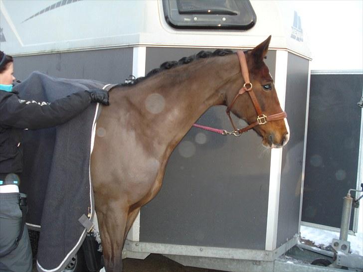 Dansk Varmblod Rozpippi Soneca billede 11