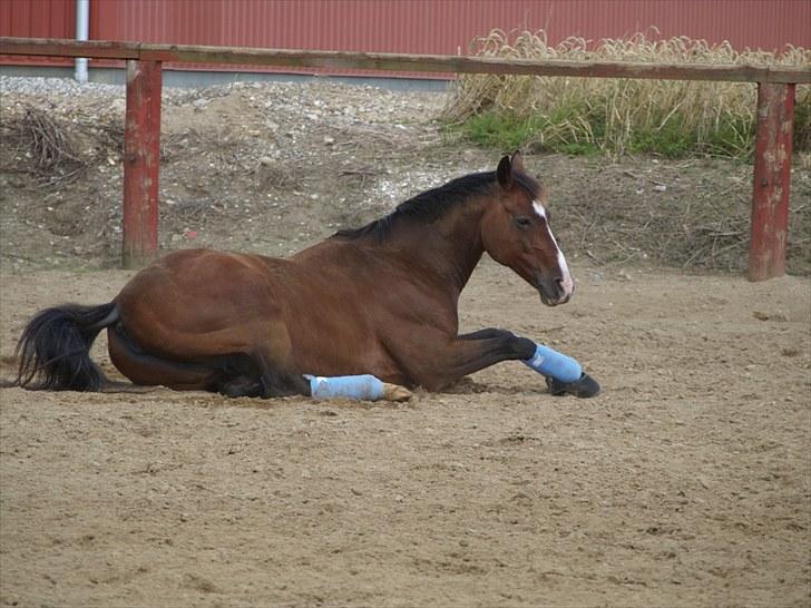 Dansk Varmblod Rozpippi Soneca billede 12