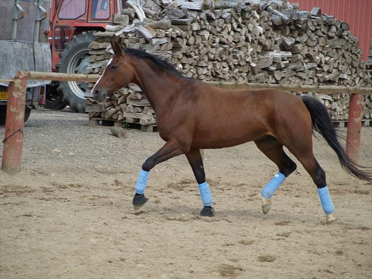 Dansk Varmblod Rozpippi Soneca billede 13