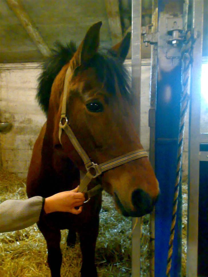 New Forest Nikita - solgt /: - hej  hej nikita:) *INGEN AF DISSE BILLEDER MÅ BRUGES PÅ NETTET* billede 4