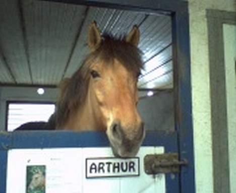 Anden særlig race Arthur ***Død*** 1998 -2011 billede 8