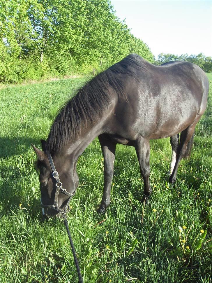 Dansk Varmblod G. Sweetie R.I.P' savnet. - Sweetie er den mest savned hest x´; foto : 13.04.09 dagen inden jeg skulle sige farvel. billede 1
