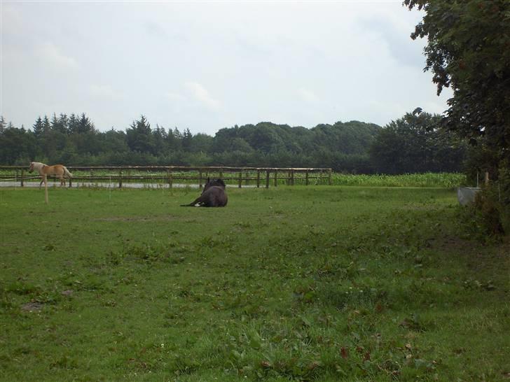 Dansk Varmblod G. Sweetie R.I.P' savnet. - jeg elsker dig - min lille stjerne. billede 2