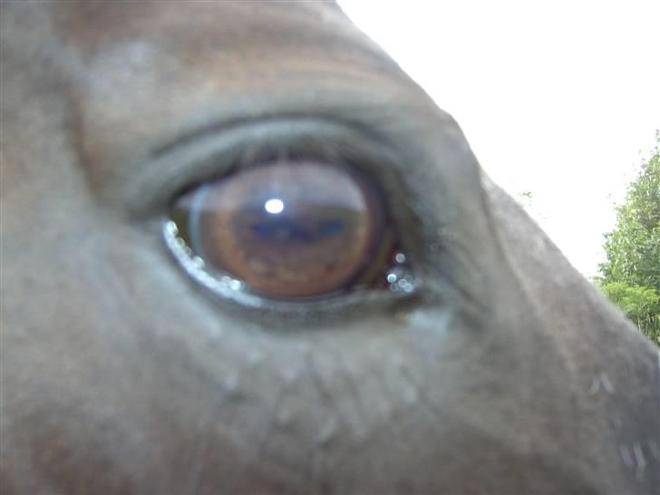 Dansk Varmblod G. Sweetie R.I.P' savnet. - min øjesten. (L) billede 3