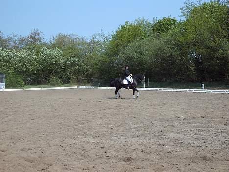 Dansk Varmblod G. Sweetie R.I.P' savnet. - fordi du bar´ mig til stjernene . billede 4