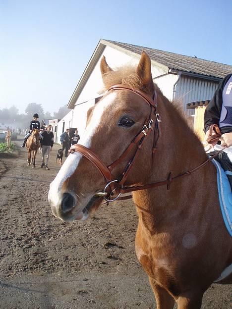 Anden særlig race Walker - VSR - Velkommen til Walker´s profil billede 1