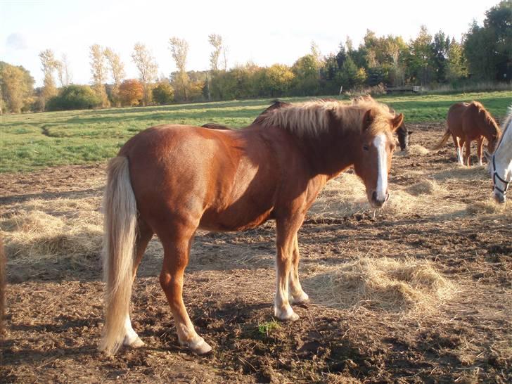 Anden særlig race Walker - VSR - Walker på fold i eftermiddagssolen!!! <3 billede 2