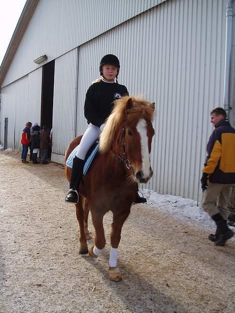 Anden særlig race Walker - VSR - Stævnedag sidste vinter billede 3