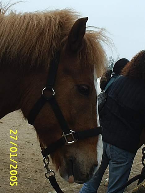 Anden særlig race Walker - VSR - Dejligt hovede ikk? billede 4